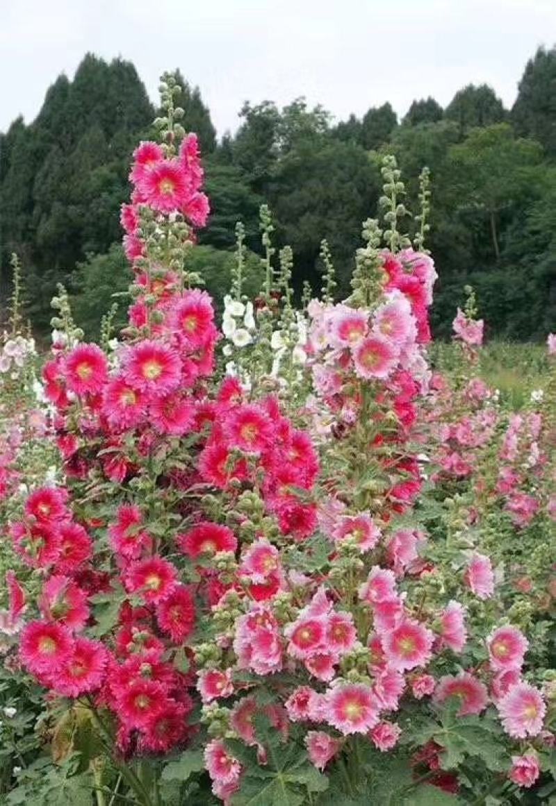 蜀葵花种子重瓣蜀葵花种子多年生一丈红种子春播四季易种易活