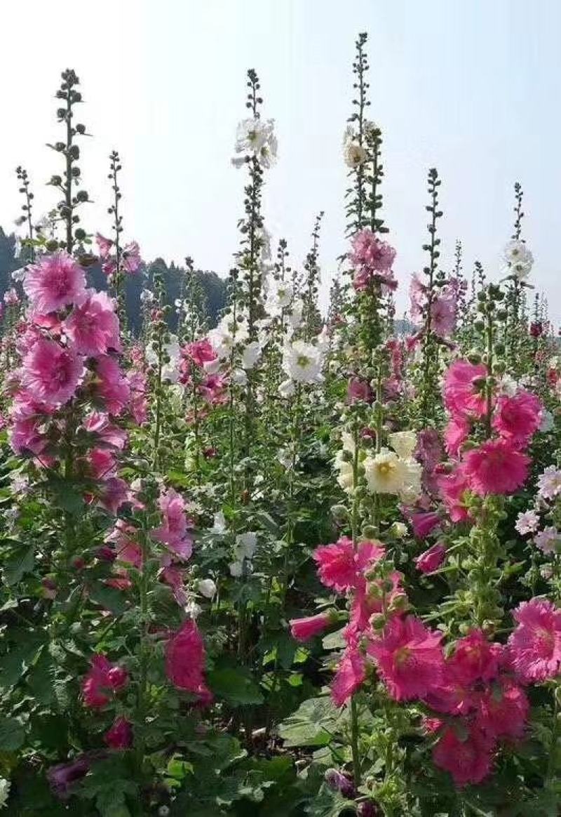 蜀葵花种子重瓣蜀葵花种子多年生一丈红种子春播四季易种易活