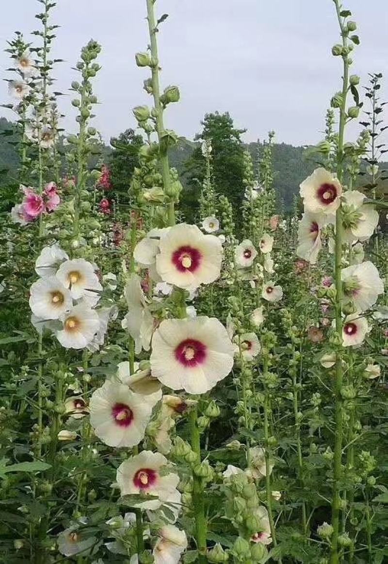 蜀葵花种子重瓣蜀葵花种子多年生一丈红种子春播四季易种易活