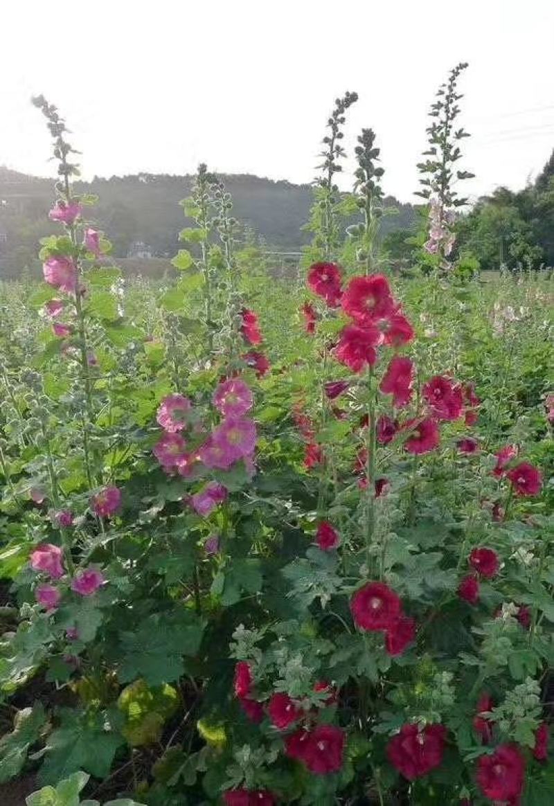 蜀葵花种子重瓣蜀葵花种子多年生一丈红种子春播四季易种易活