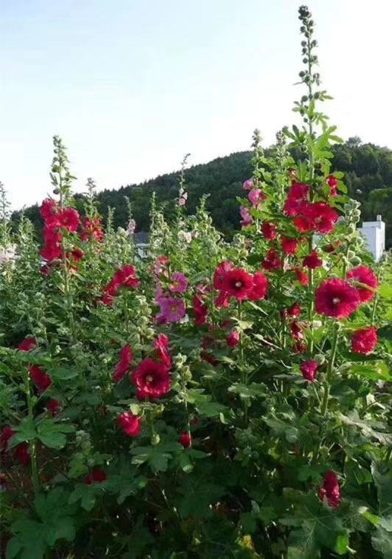 蜀葵花种子重瓣蜀葵花种子多年生一丈红种子春播四季易种易活