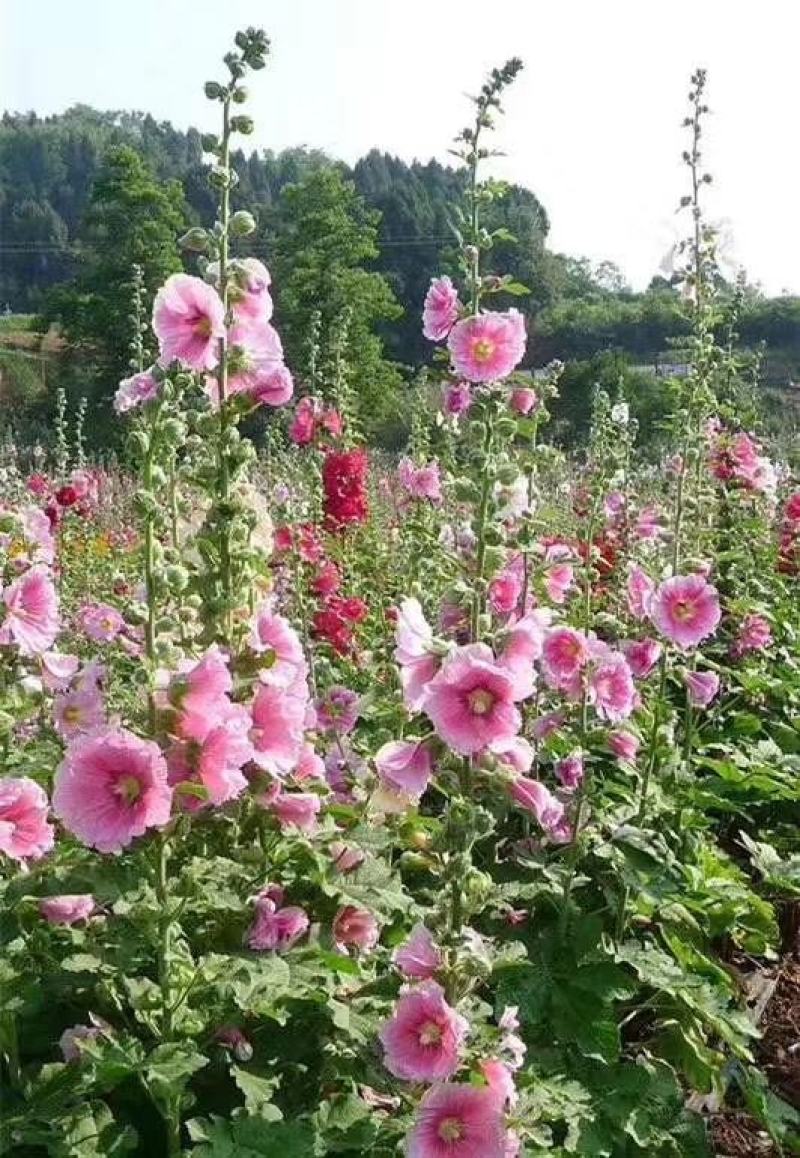 蜀葵花种子重瓣蜀葵花种子多年生一丈红种子春播四季易种易活