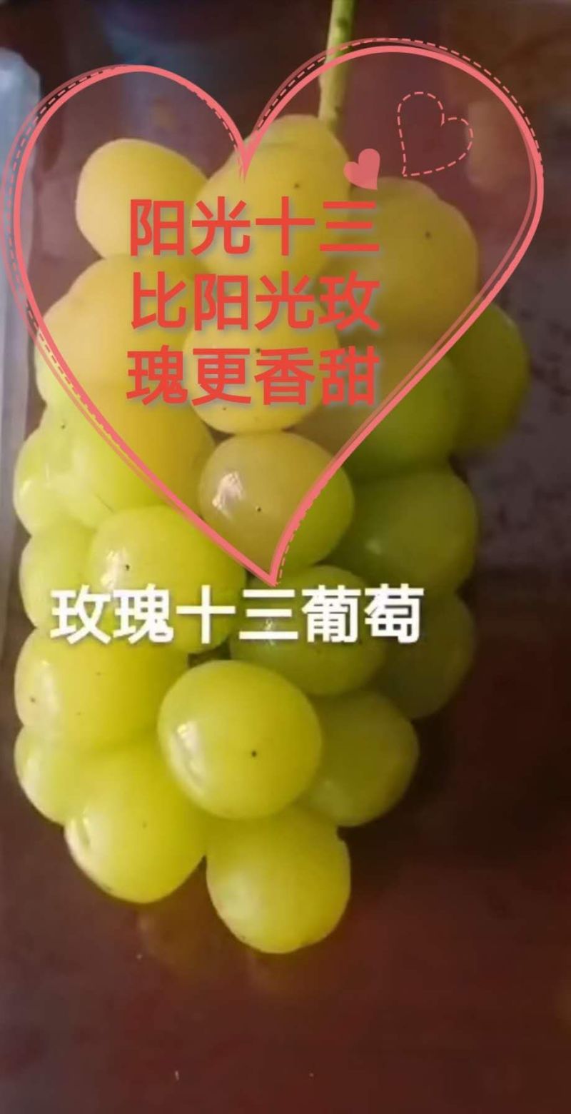阳光十三葡萄嫁接苗是2021年推出的葡萄新品种