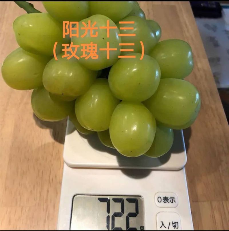 阳光十三葡萄嫁接苗是2021年推出的葡萄新品种