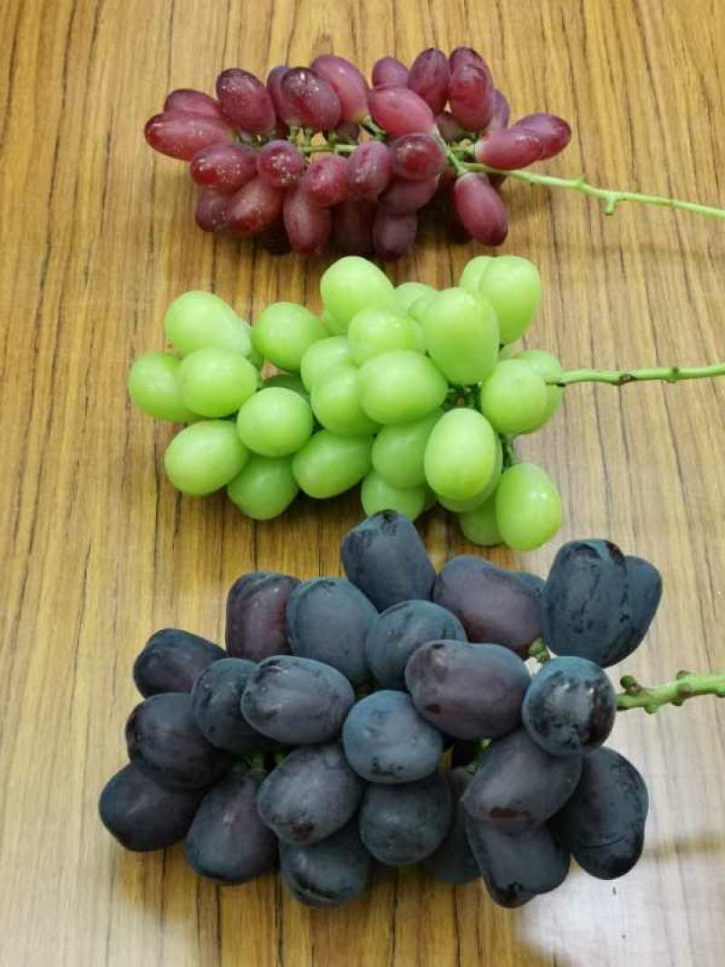 富士之辉葡萄嫁接苗果型好看含糖度23到25果行如圆辣椒
