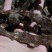骨碎补毛姜爬岩姜石岩姜去毛干货野生高干度含量