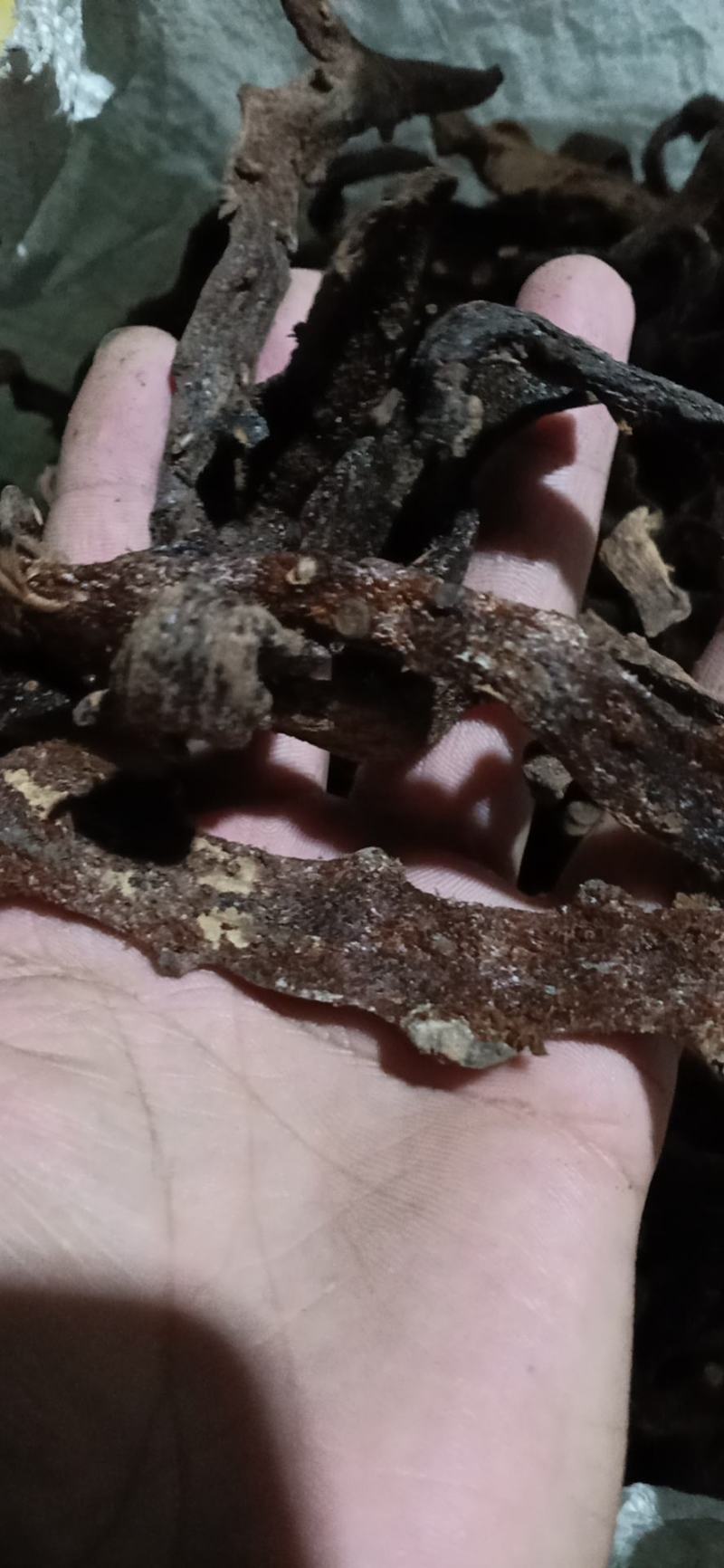 骨碎补毛姜爬岩姜石岩姜去毛干货野生高干度含量