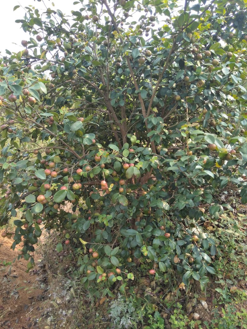 大悟县老品种山茶果/籽热销中