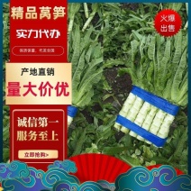 精品红尖叶莴苣，青皮青肉，产地直供，保质保量，物流全国