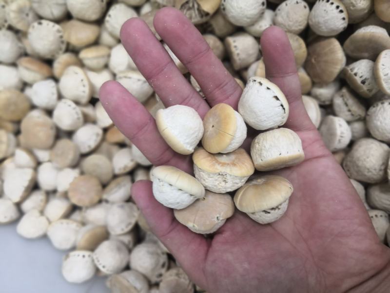 壮阳果新货风流果量大从优大货批发