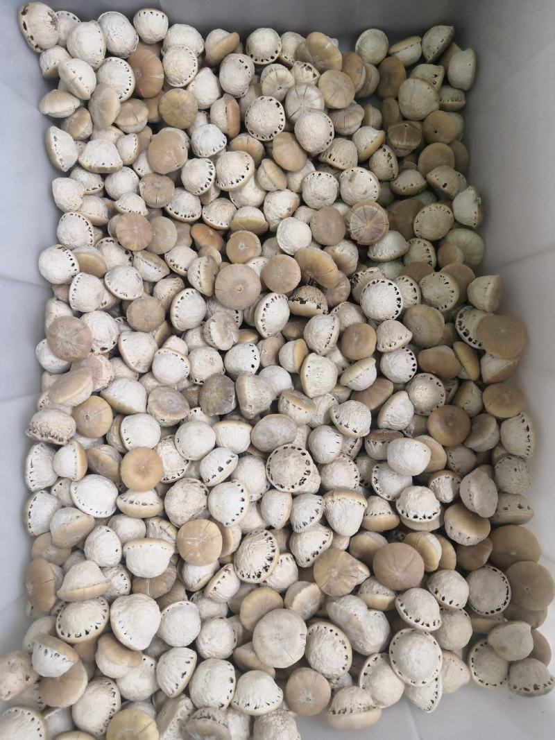 壮阳果新货风流果量大从优大货批发