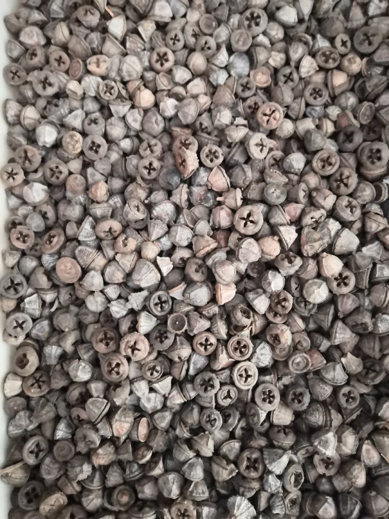 无硫槲寄生新货各种规格批发各种中药材