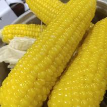 【现摘】鲜货东北新鲜黄糯玉米黏糯甜玉米棒黑玉米非转基因