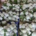 红心番石榴。芭乐。鸡屎果。