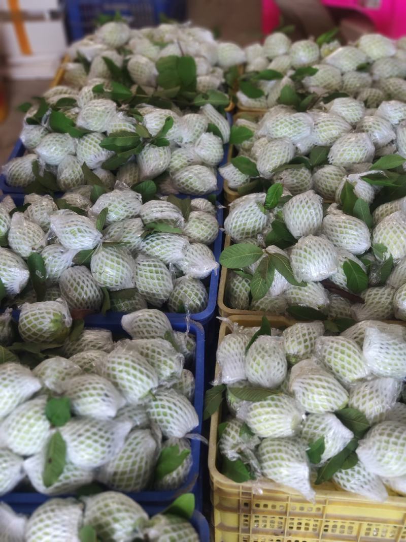 红心番石榴。芭乐。鸡屎果。