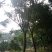 蓝花楹，10/20公分四川宜宾高县罗场镇，蓝花楹种植基地