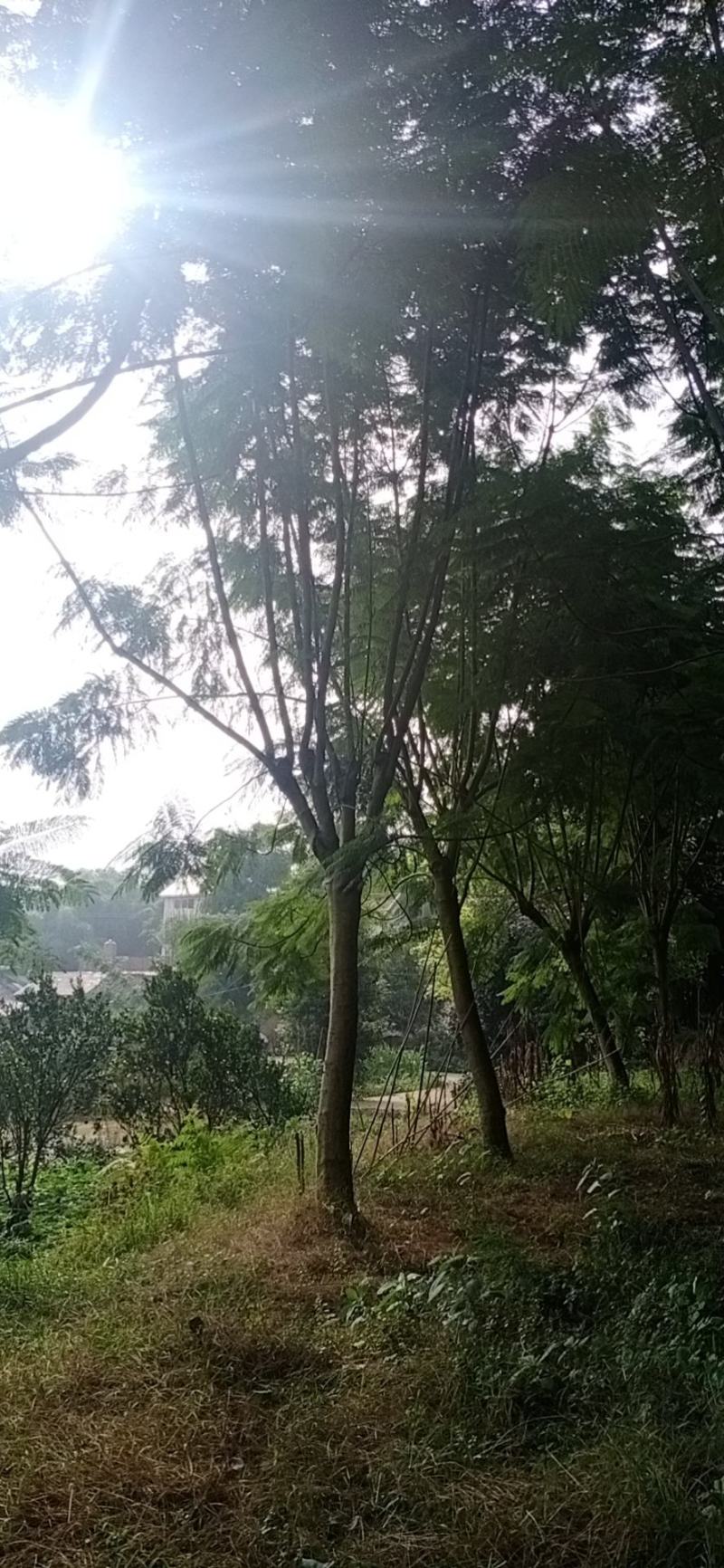 蓝花楹，10/20公分四川宜宾高县罗场镇，蓝花楹种植基地