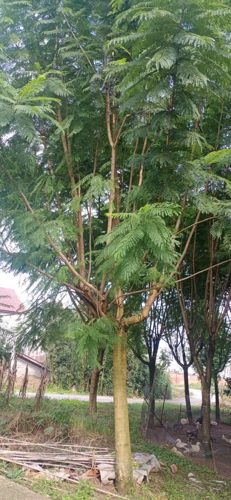 蓝花楹，10/20公分四川宜宾高县罗场镇，蓝花楹种植基地
