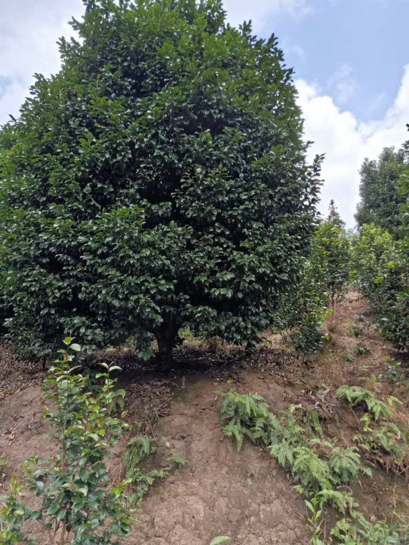 蓝花楹，10/20公分四川宜宾高县罗场镇，蓝花楹种植基地