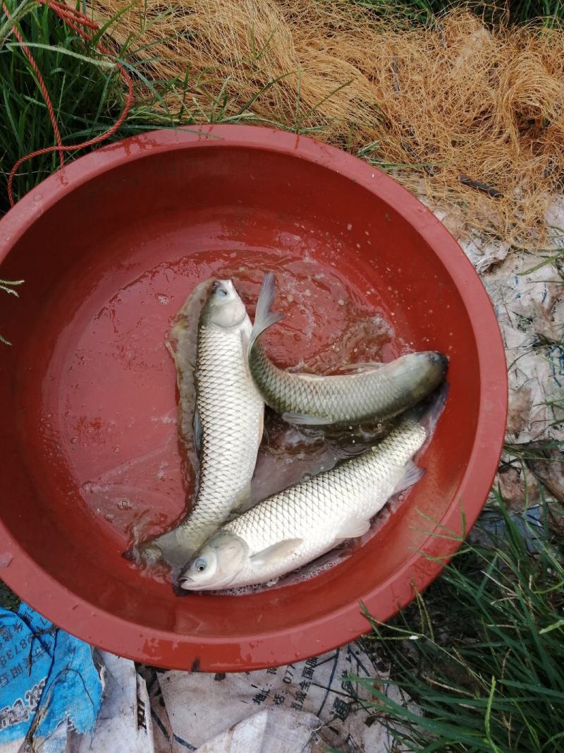 广西宾阳淡水鱼水产业