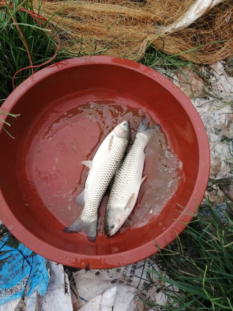 广西宾阳淡水鱼水产业