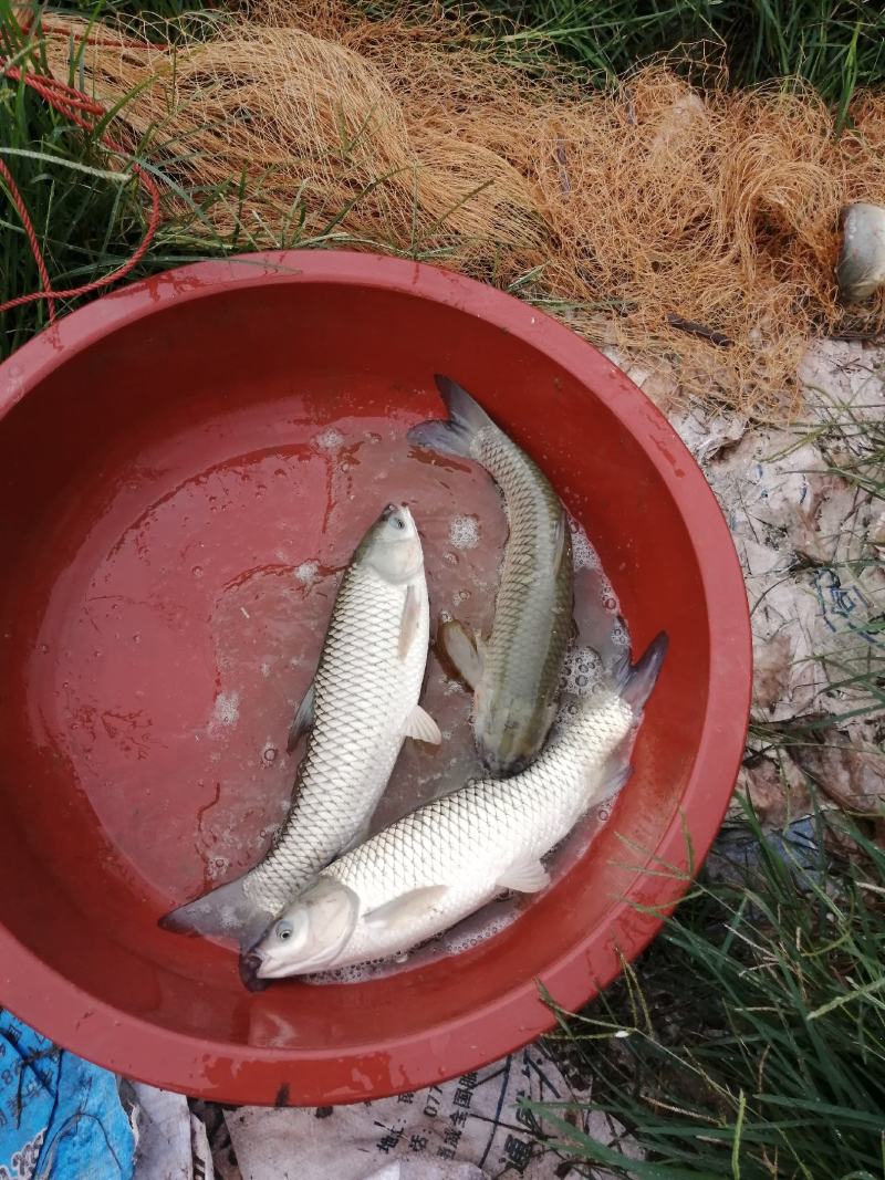广西宾阳淡水鱼水产业