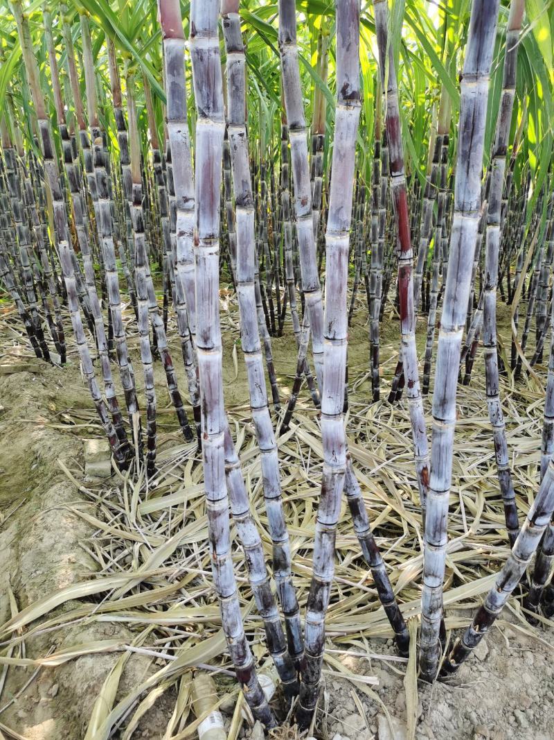 河南黑皮甘蔗黑皮甘蔗，现在伤势