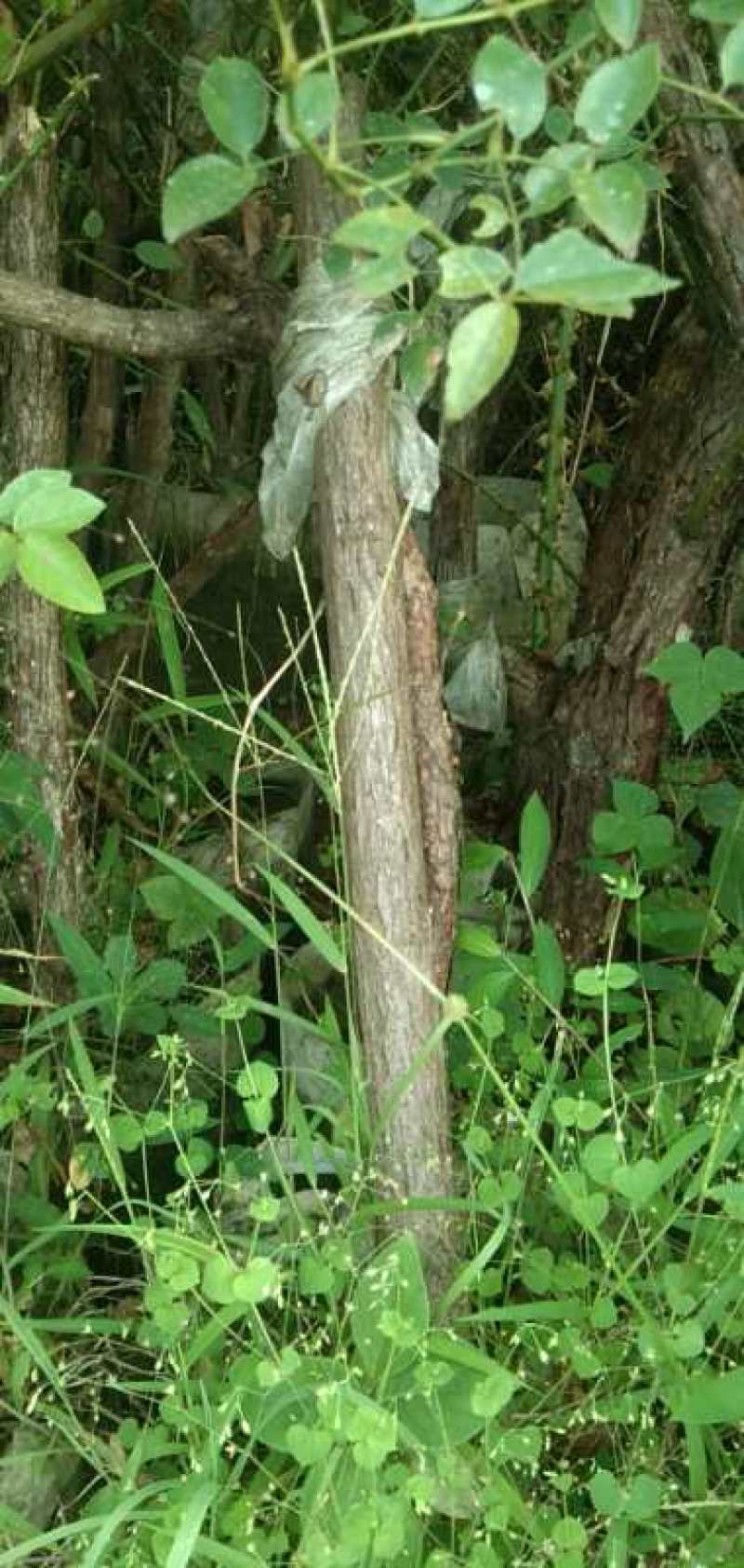 山木香下山桩嫁接月季专用沾木
