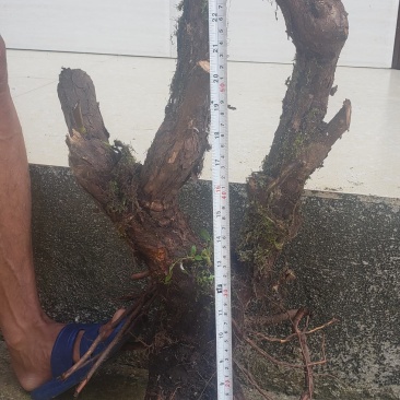 山木香下山桩嫁接月季专用沾木