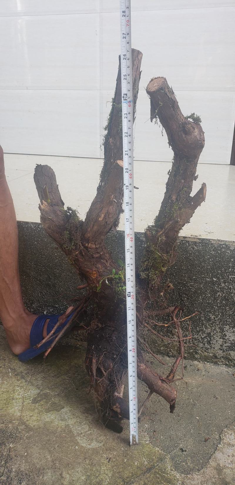 山木香下山桩嫁接月季专用沾木