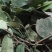 中药材.石楠藤.石南藤.鲜货/干货.大山货