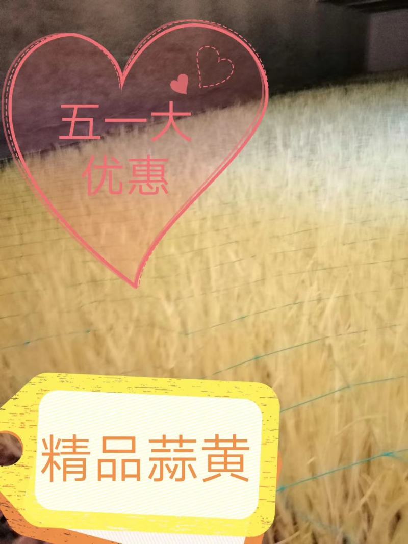 法姆沃克小把蒜黄，励志天天有货！质量有保证！！！！
