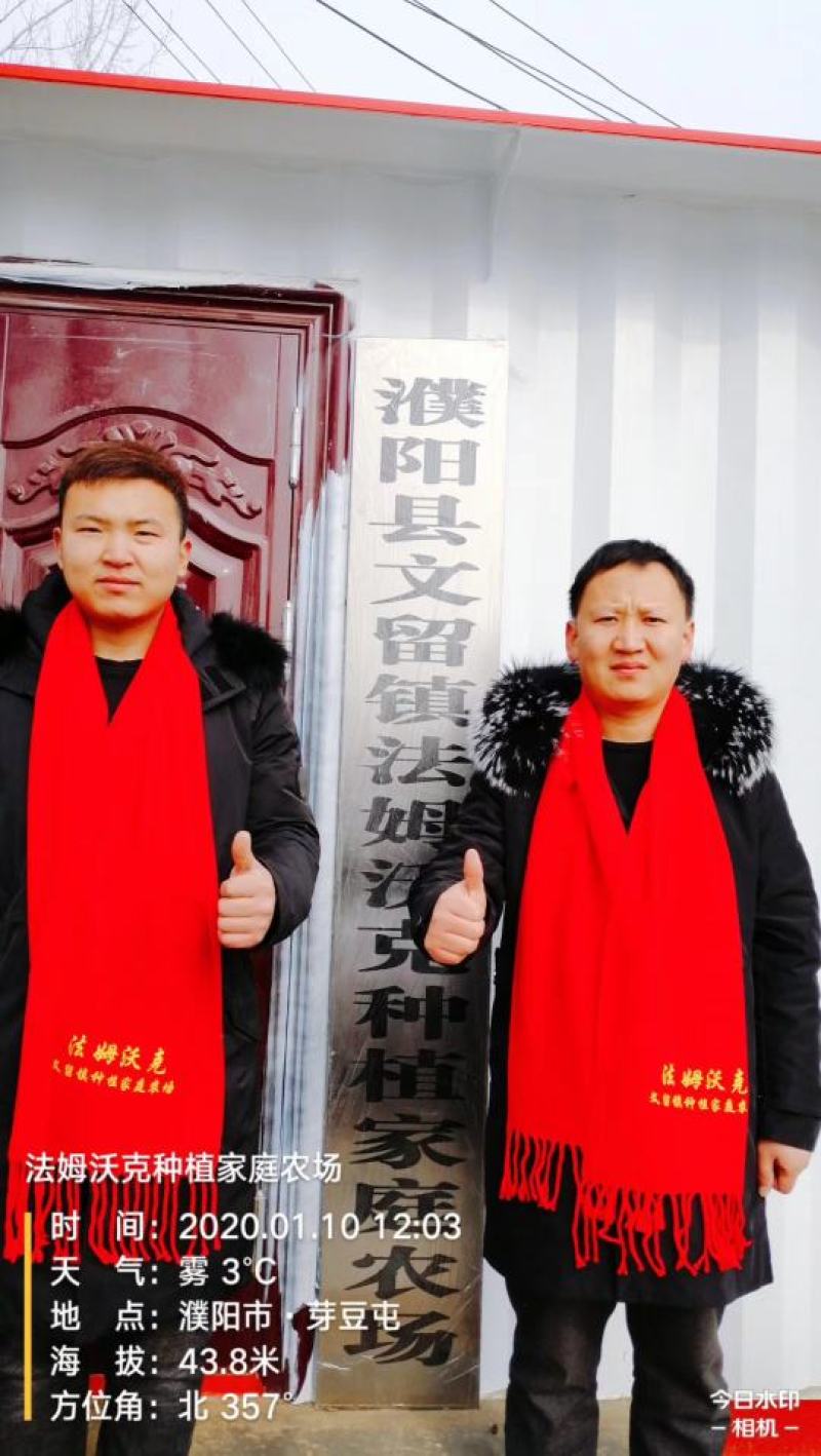 法姆沃克小把蒜黄，励志天天有货！质量有保证！！！！