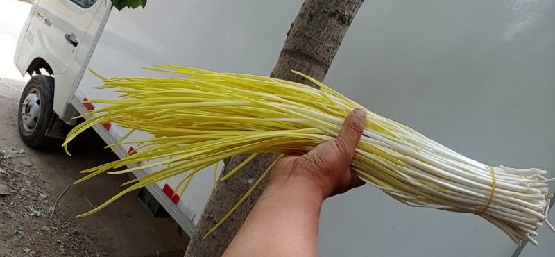 法姆沃克小把蒜黄，励志天天有货！质量有保证！！！！