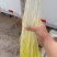 法姆沃克小把蒜黄，励志天天有货！质量有保证！！！！
