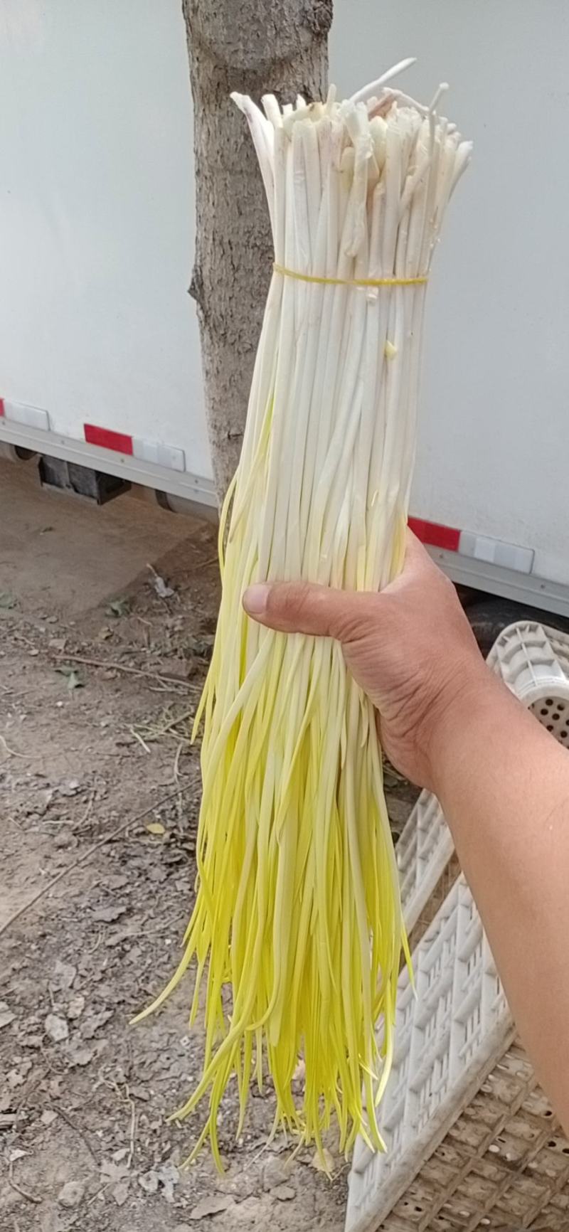 法姆沃克小把蒜黄，励志天天有货！质量有保证！！！！