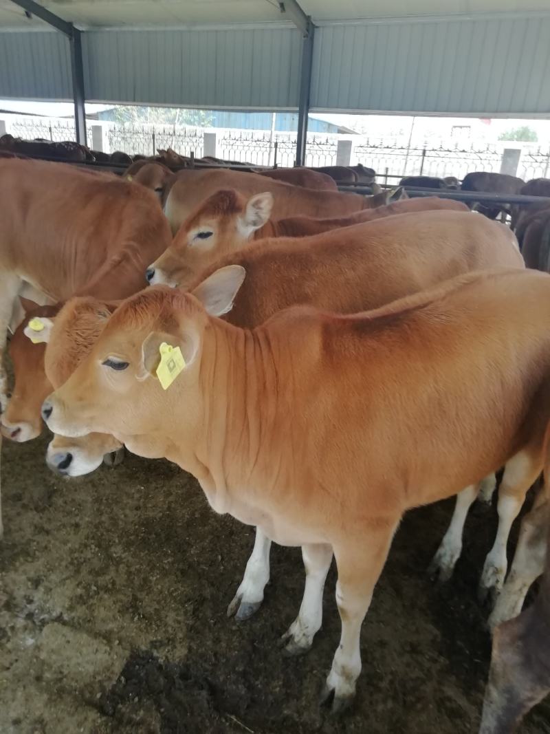 肉牛牛犊，黄牛，三元杂交牛适应放养的品种，全国各地都适应