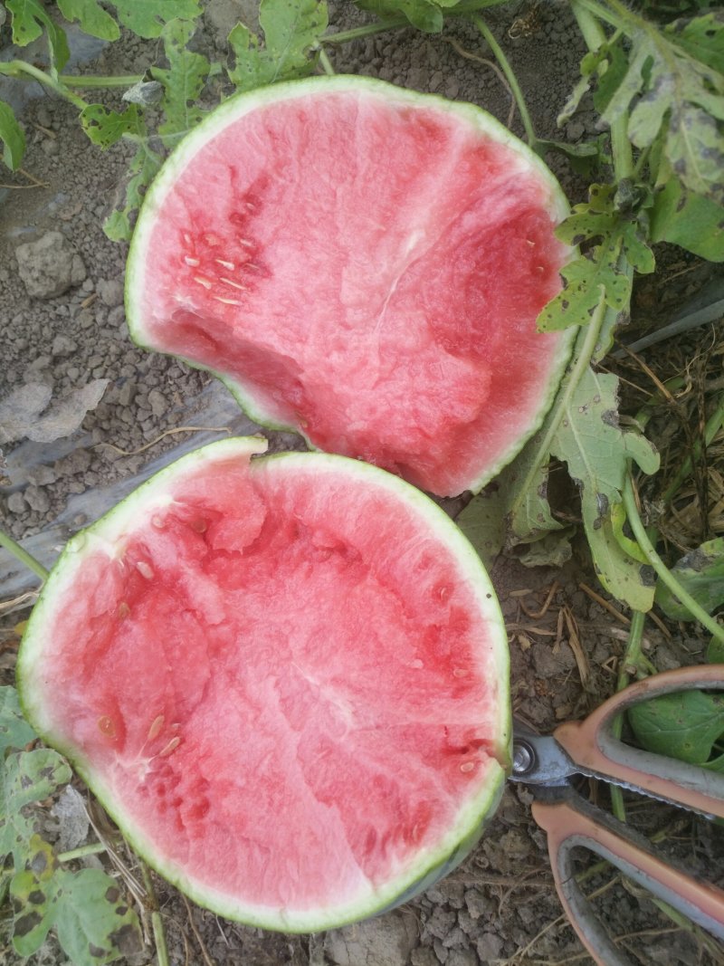 8424西瓜大棚种植