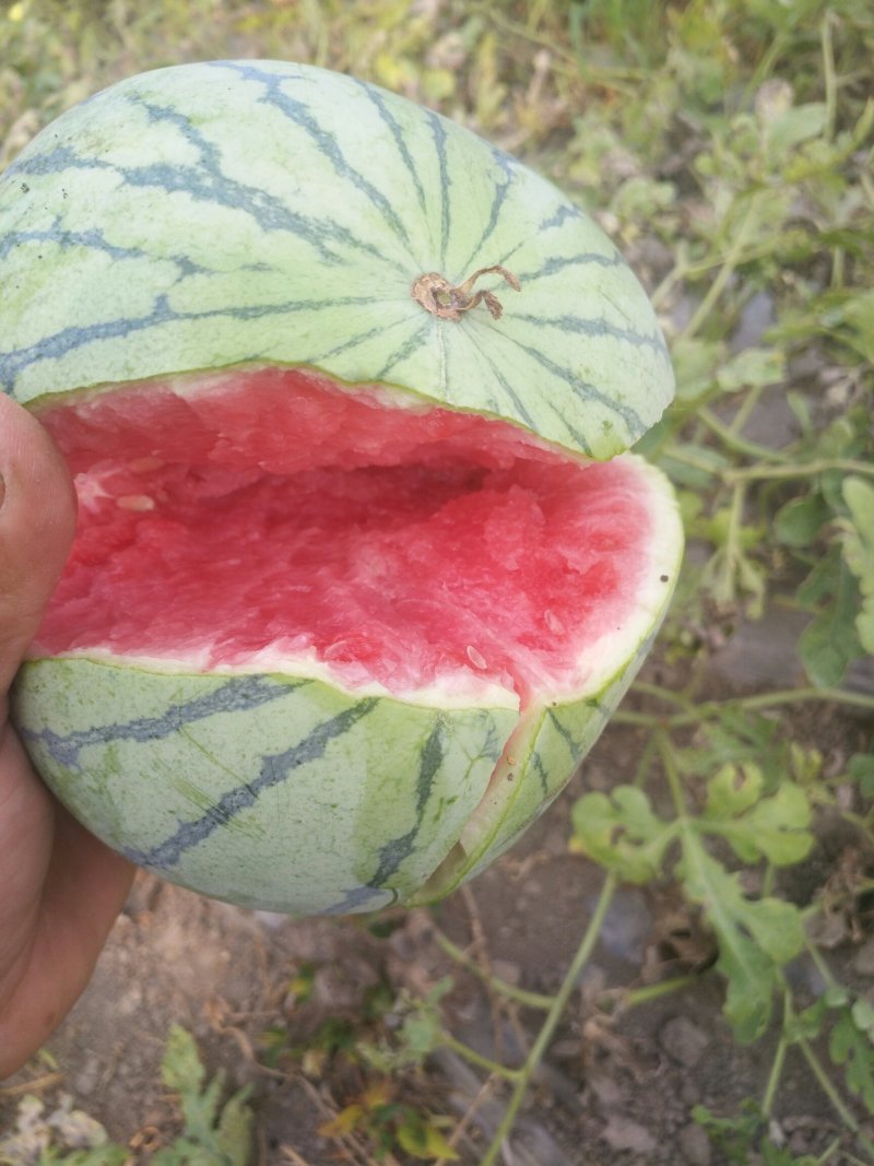 8424西瓜大棚种植