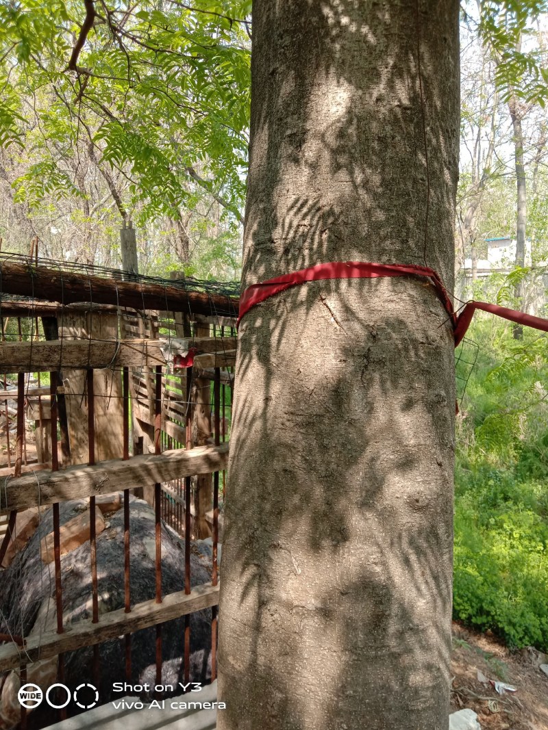 天然野生大皂角树原生冠