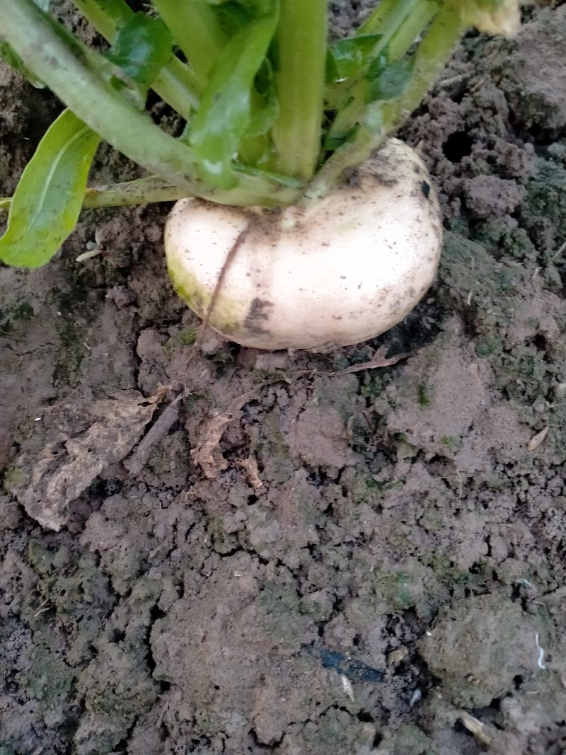 基地直销大量出售盘菜质量好价格优欢迎新老客户前来订购种植