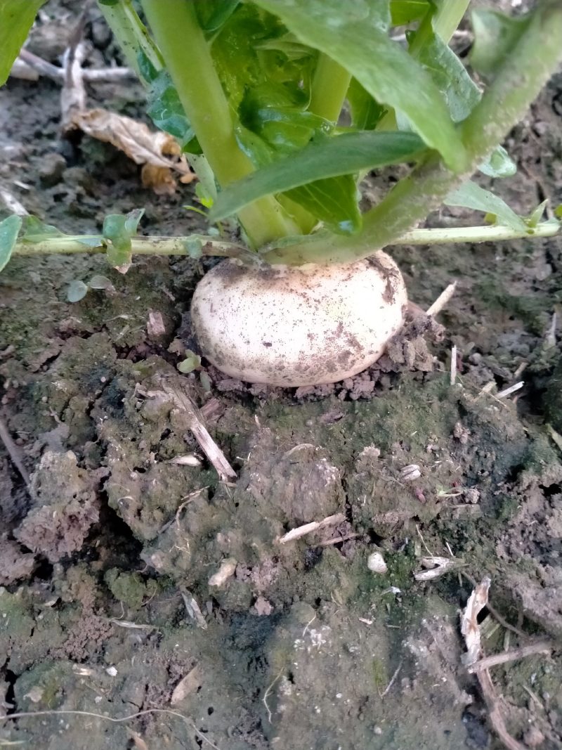 基地直销大量出售盘菜质量好价格优欢迎新老客户前来订购种植