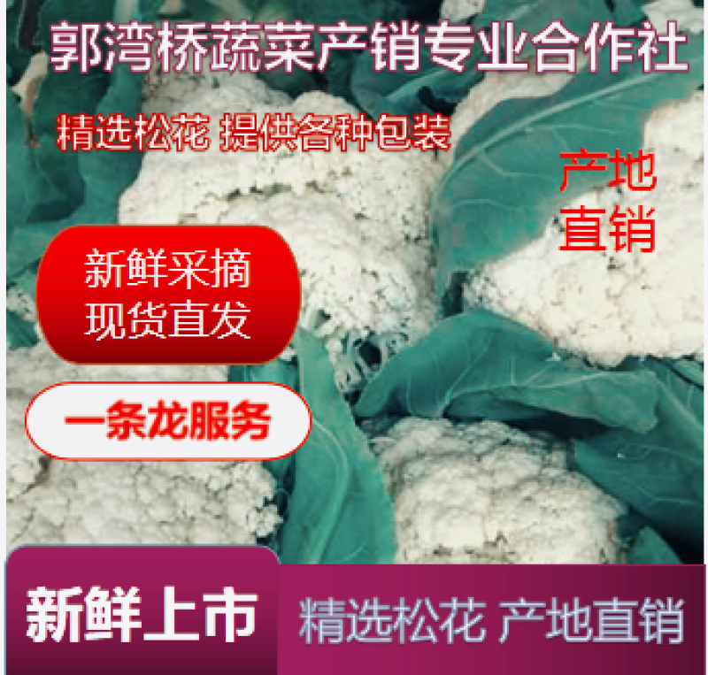 精品散花菜，实花菜，基地供货，提供各种包装，专业诚信代办