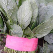 【精品】菠菜优质基地直供品质好价格低全国供应