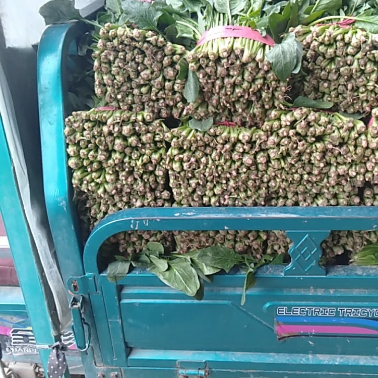 【精品】菠菜 优质基地直供 品质好 价格低 全国供应