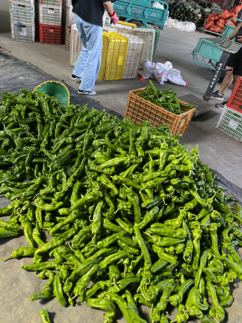 东台市大辣椒新鲜辣椒供应虎皮青椒薄皮椒一手货源
