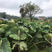 长汀地理标志农产品槟榔芋、粉芋、大量供应、大量收购。