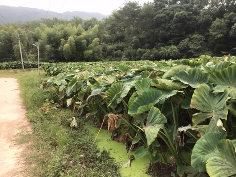 长汀地理标志农产品槟榔芋、粉芋、大量供应、大量收购。