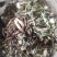 5斤可以下单蒲公英纯野生干品，婆婆丁，新货上市