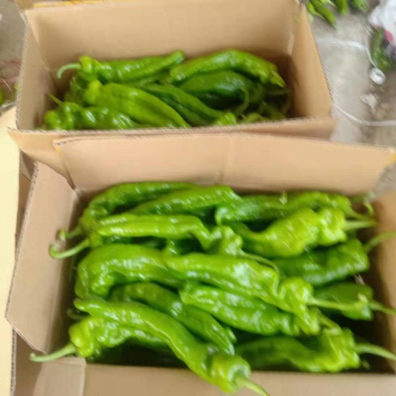 河南鲜辣椒大量接单供应中，商超电商平台市场大量有货